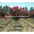 High Quality Crape Myrtle Seeds For Growing